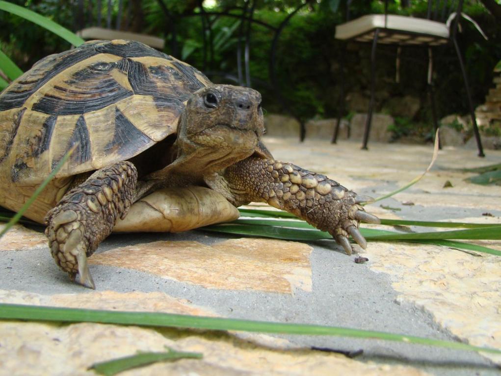 Turtle Apartments Ragusa Esterno foto